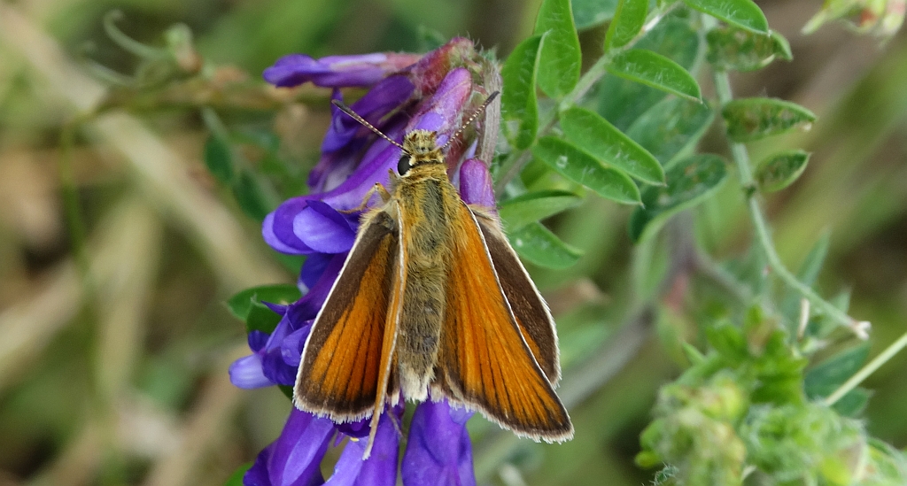 Karłątek ryska (Thymelicus lineola)