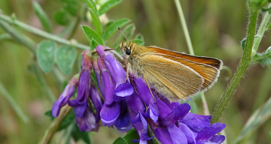 Karłątek ryska (Thymelicus lineola)