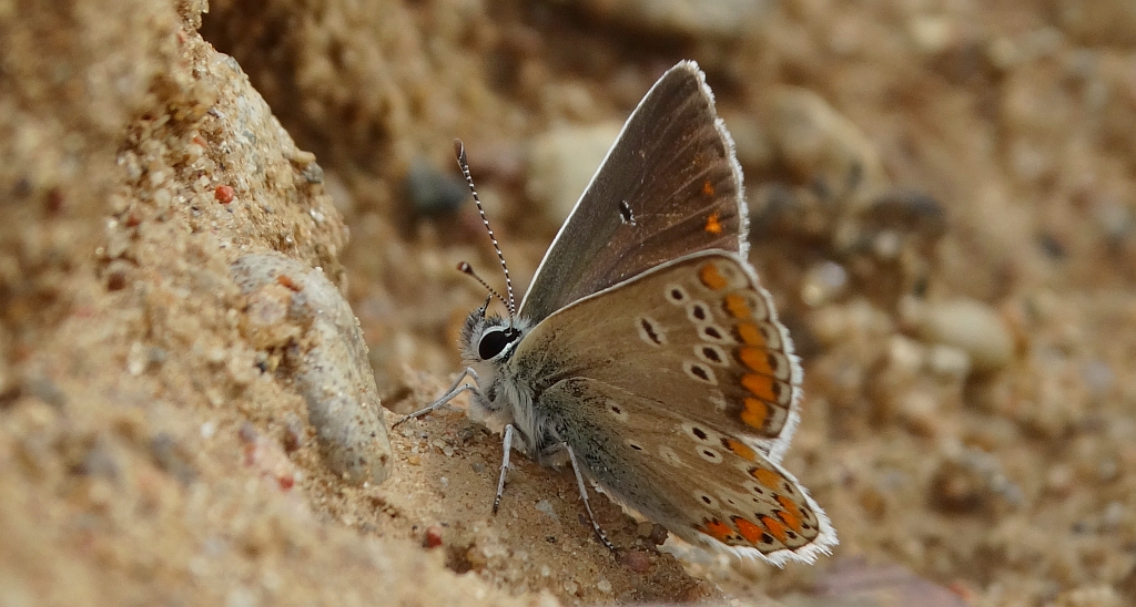 Modraszek eroides (Polyommatus eros eroides)