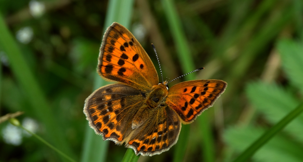 Czerwończyk dukacik (Lycaena virgaureae)