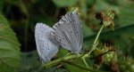 Modraszek wieszczek (Celastrina argiolus)