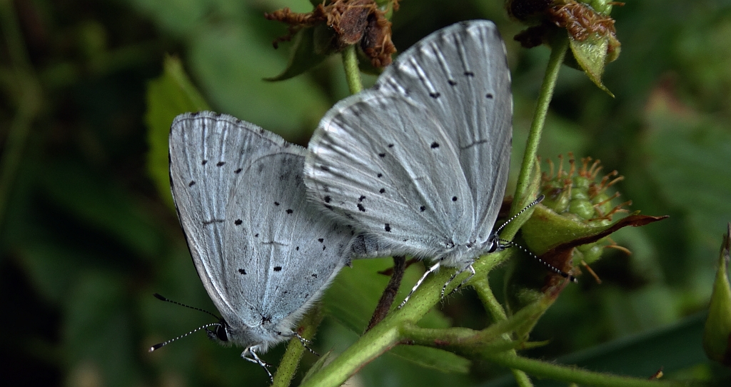 Modraszek wieszczek (Celastrina argiolus)