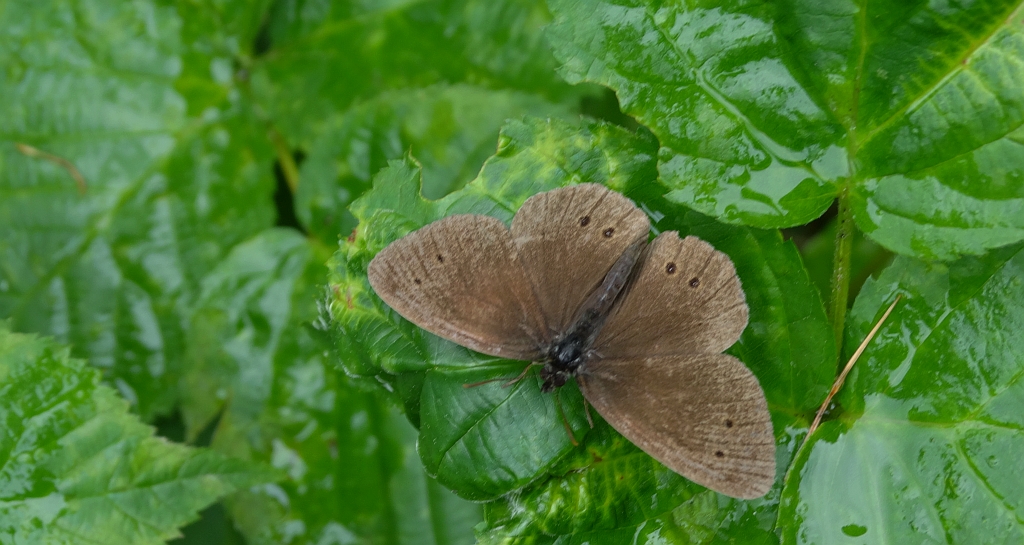 Przestrojnik trawnik (Aphantopus hyperantus)