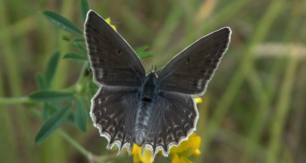 Modraszek dafnid (Polyommatus daphnis)