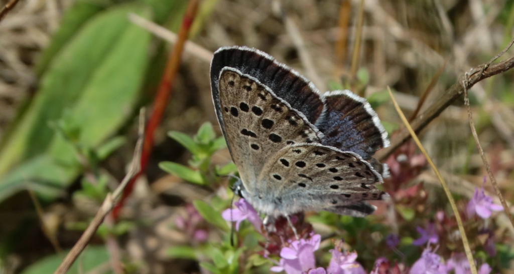 Modraszek arion (Phengaris arion)
