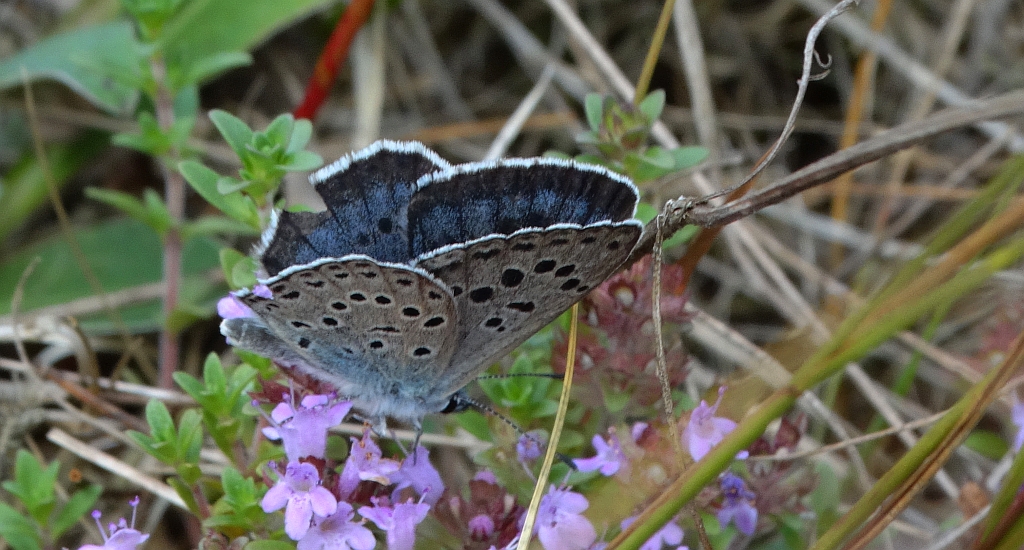 Modraszek arion (Phengaris arion)