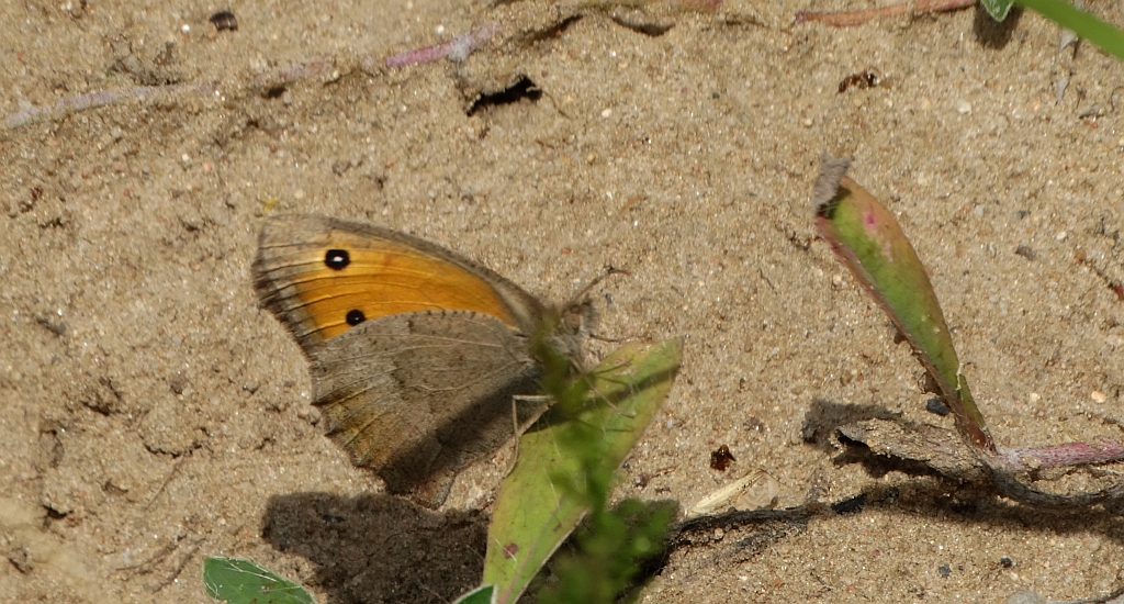 Przestrojnik likaon (Hyponephele lycaon)