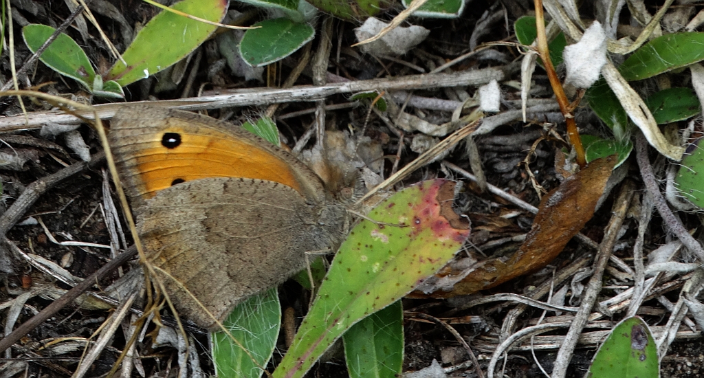 Przestrojnik likaon (Hyponephele lycaon)