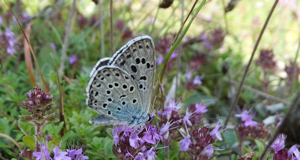 Modraszek arion (Phengaris arion)