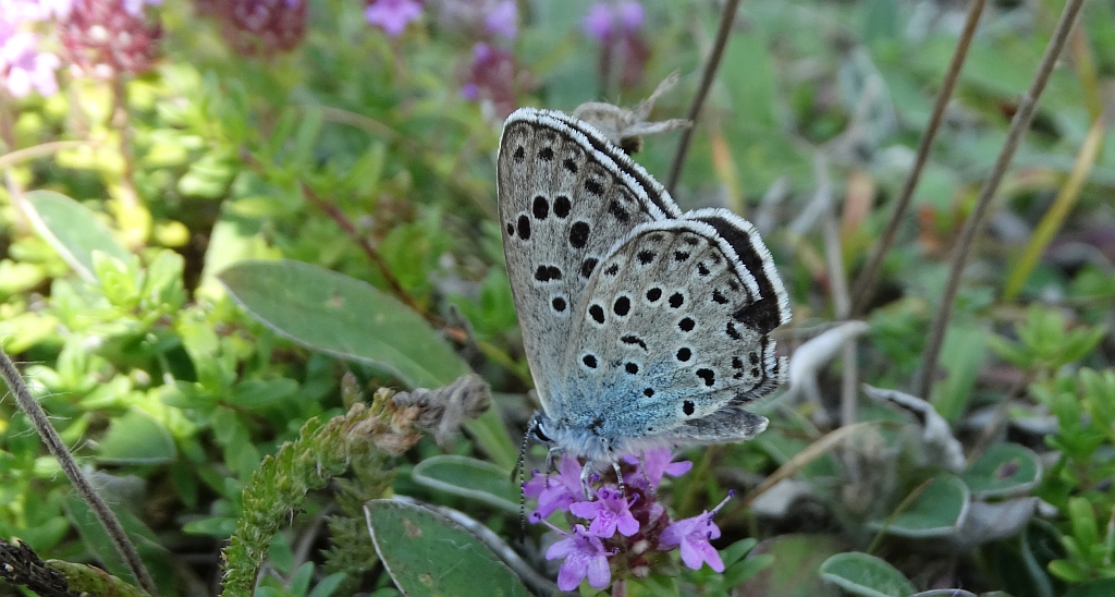 Modraszek arion (Phengaris arion)