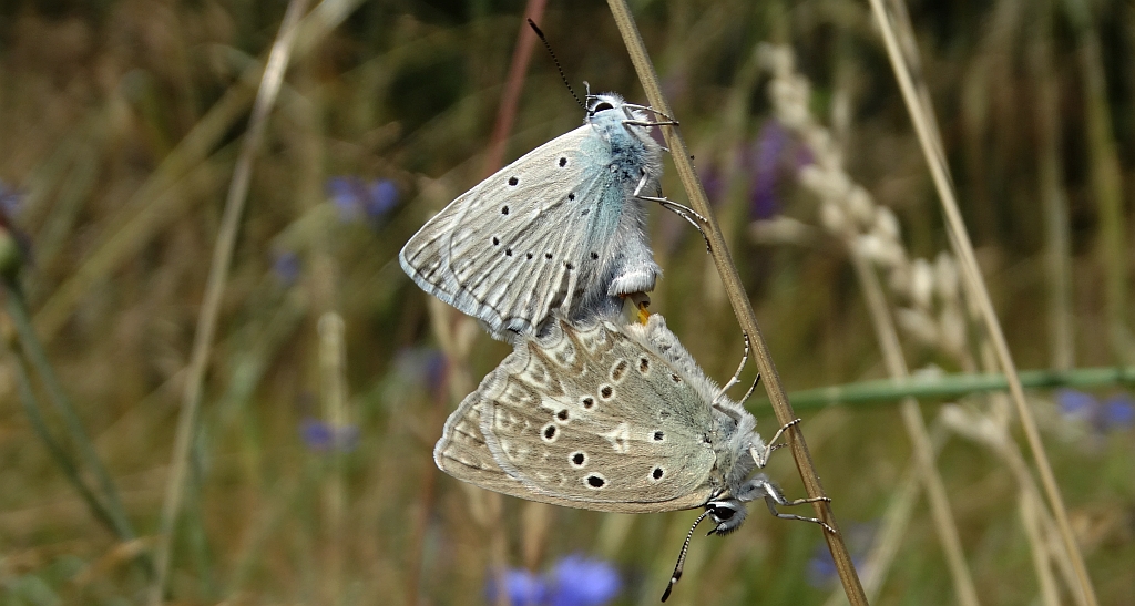 Modraszek dafnid (Polyommatus daphnis)