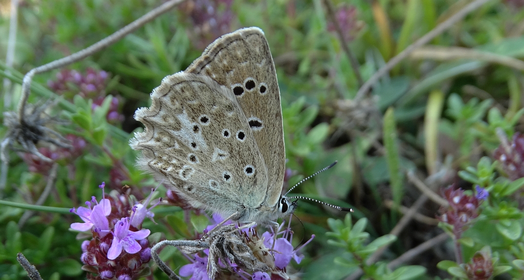 Modraszek dafnid (Polyommatus daphnis)