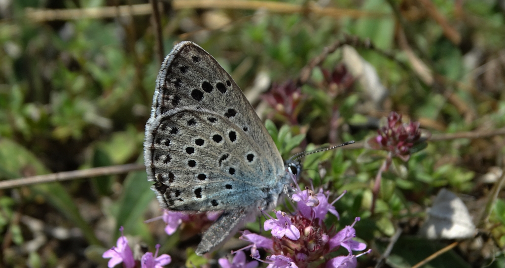 Modraszek arion (Phengaris arion)