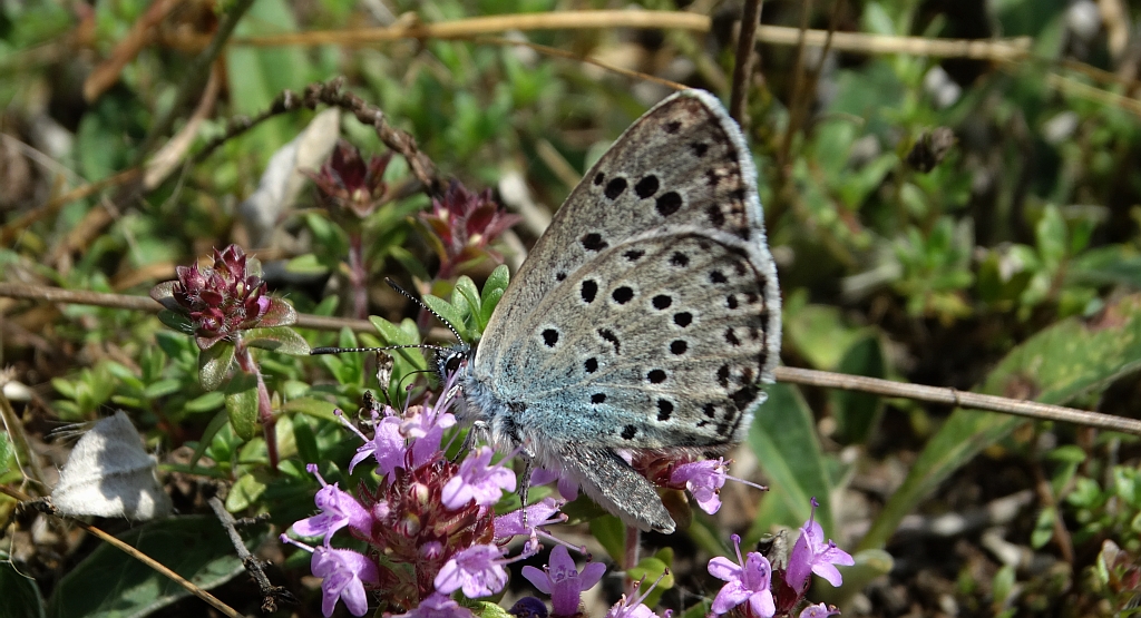 Modraszek arion (Phengaris arion)