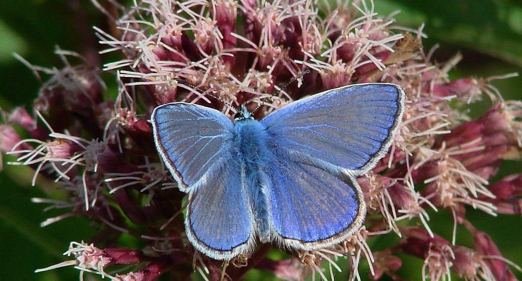 Modraszek ikar, mnogooczak ikar (Polyommatus icarus)