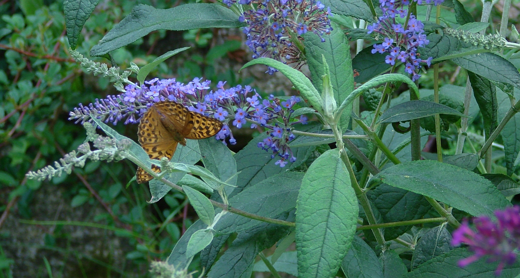 Perłowiec malinowiec, dostojka malinowiec (Argynnis paphia)