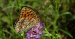Dostojka adype (Argynnis adippe)