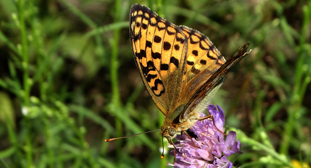Dostojka adype (Argynnis adippe)