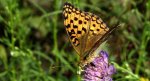 Dostojka adype (Argynnis adippe)