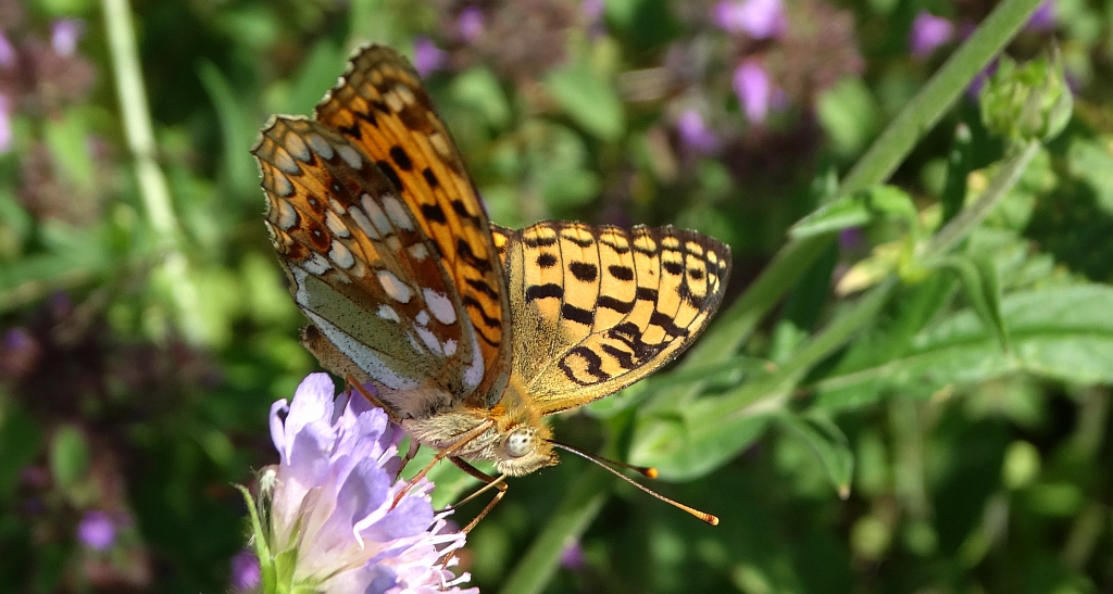 Dostojka adype (Argynnis adippe)