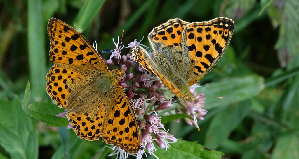 Dostojka latonia (Issoria lathonia)