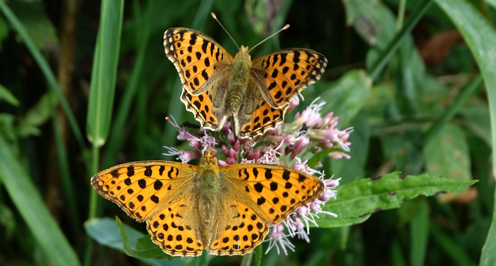 Dostojka latonia (Issoria lathonia)