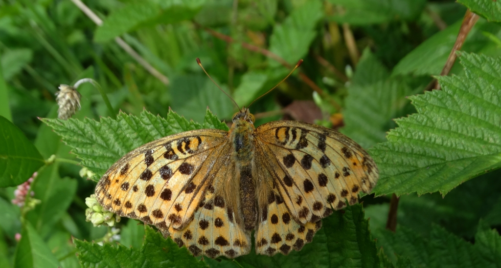 Dostojka laodyce (Argynnis laodice)