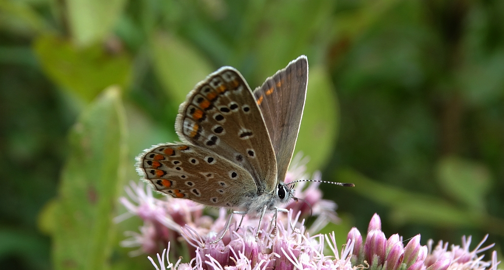 Modraszek eroides, modraszek eros (Polyommatus eros)