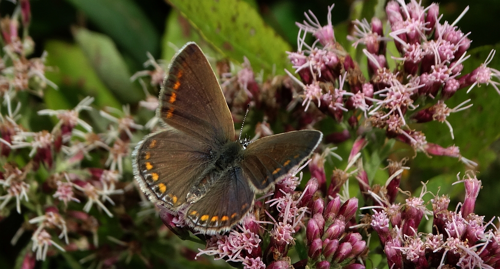 Modraszek eroides, modraszek eros (Polyommatus eros)