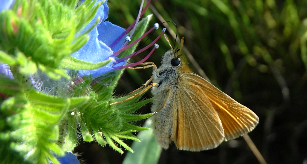 Karłątek leśny, karłątek ceglasty (Thymelicus sylvestris)