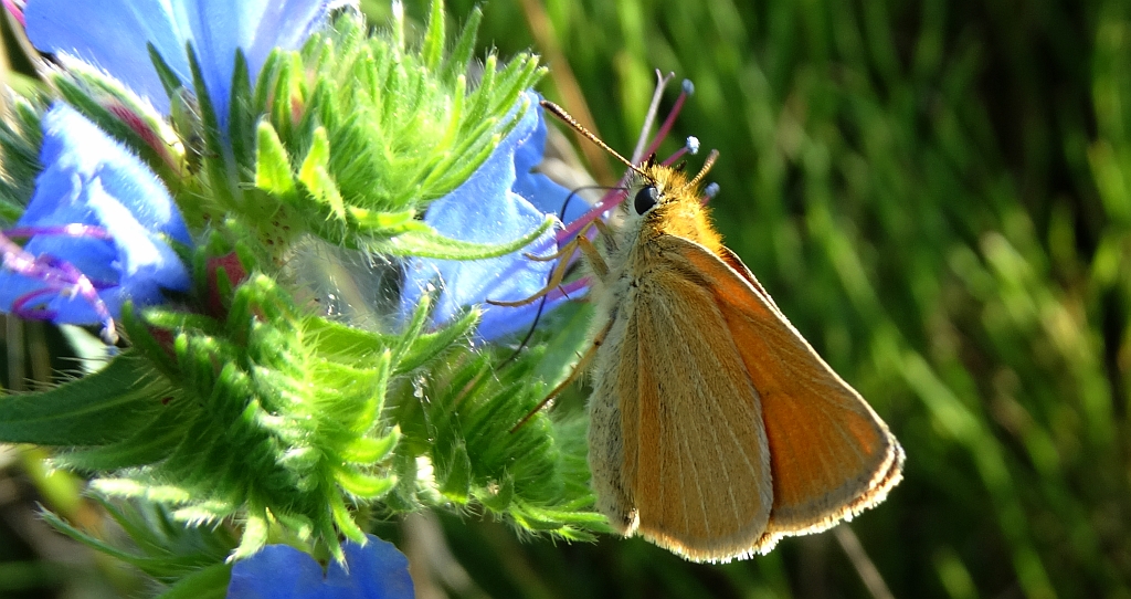 Karłątek leśny, karłątek ceglasty (Thymelicus sylvestris)