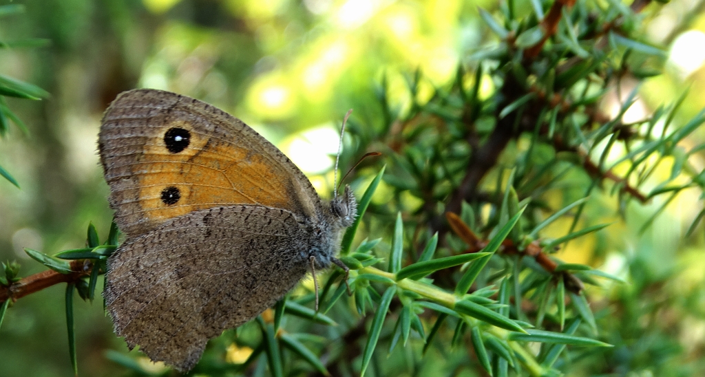 Przestrojnik likaon (Hyponephele lycaon)