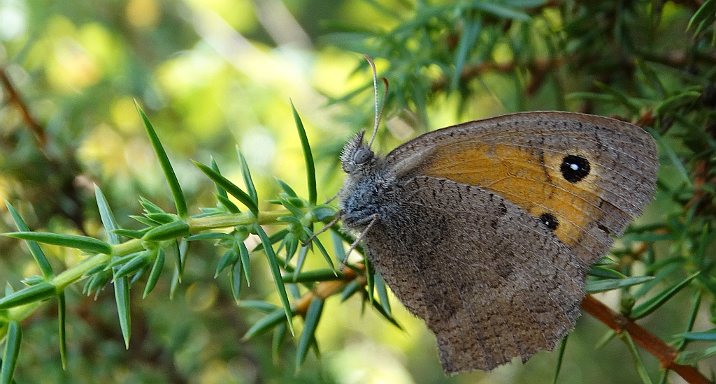 Przestrojnik likaon (Hyponephele lycaon)