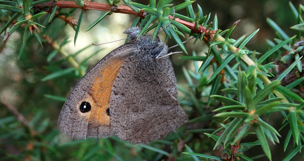 Przestrojnik likaon (Hyponephele lycaon)