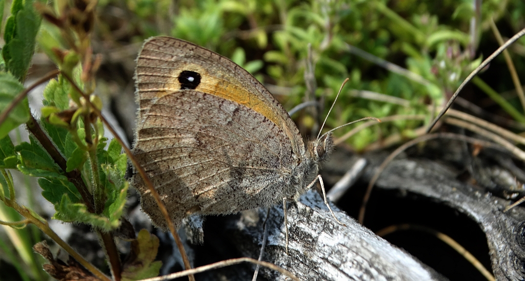 Przestrojnik likaon (Hyponephele lycaon)
