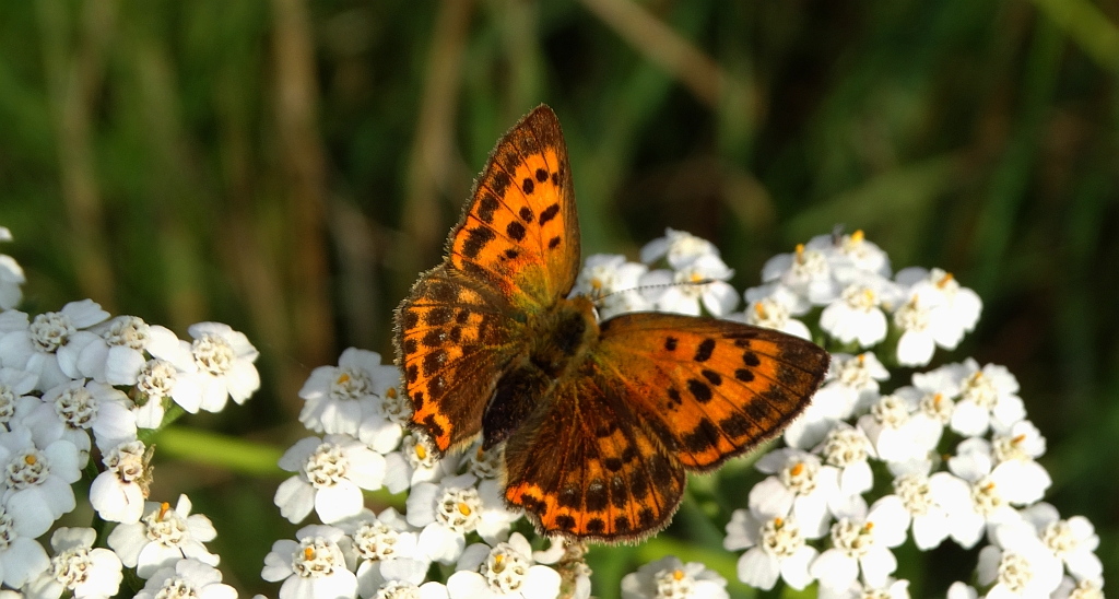 Czerwończyk dukacik (Lycaena virgaureae)