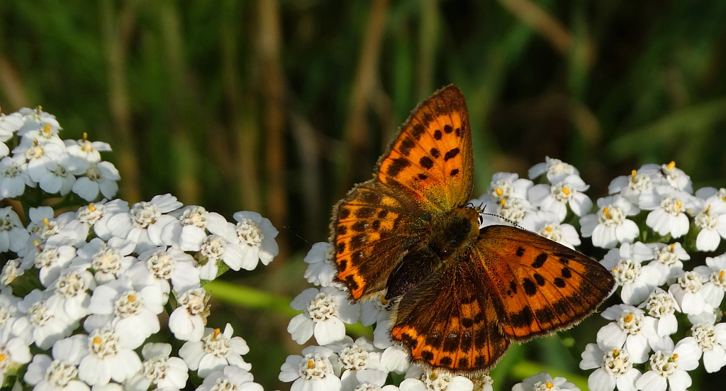 Czerwończyk dukacik (Lycaena virgaureae)