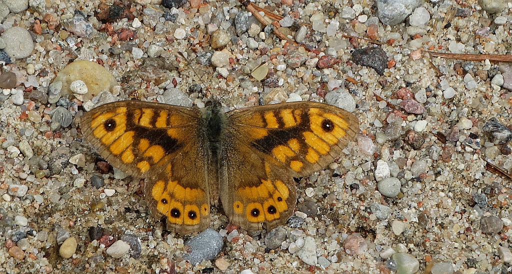 Osadnik megera (Lasiommata megera)