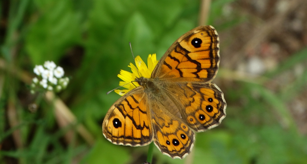Osadnik megera (Lasiommata megera)