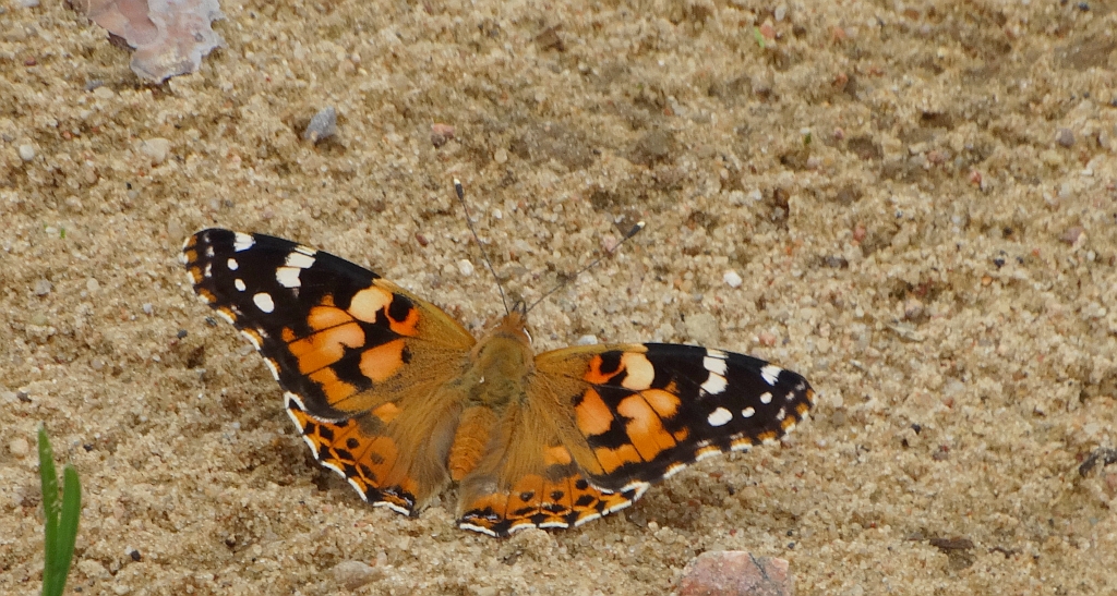 Rusałka osetnik (Vanessa cardui, syn. Cynthia cardui)