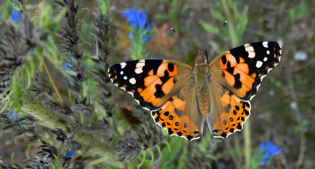 Rusałka osetnik (Vanessa cardui, syn. Cynthia cardui)