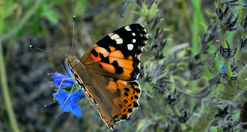 Rusałka osetnik (Vanessa cardui, syn. Cynthia cardui)