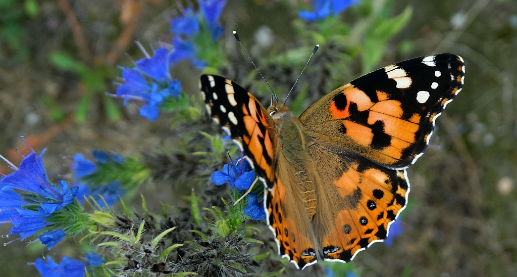 Rusałka osetnik (Vanessa cardui, syn. Cynthia cardui)
