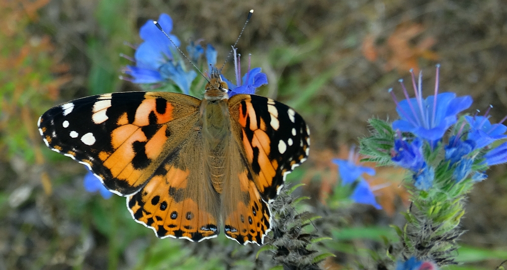Rusałka osetnik (Vanessa cardui, syn. Cynthia cardui)