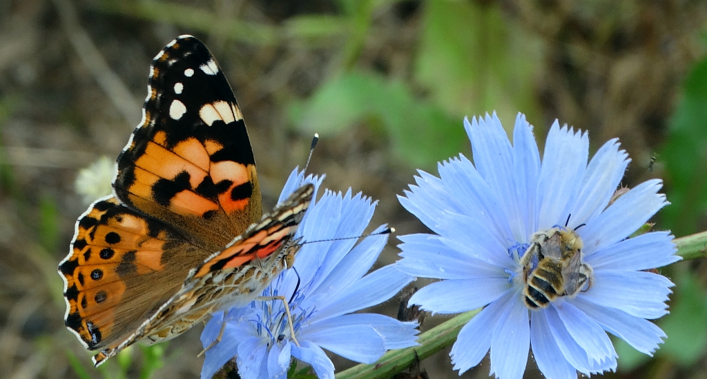 Rusałka osetnik (Vanessa cardui, syn. Cynthia cardui)