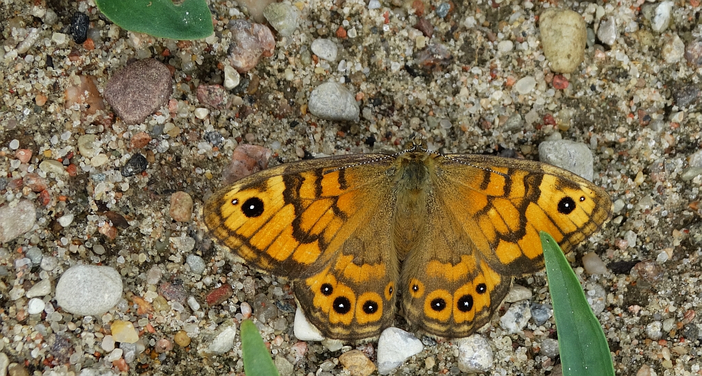 Osadnik megera (Lasiommata megera)