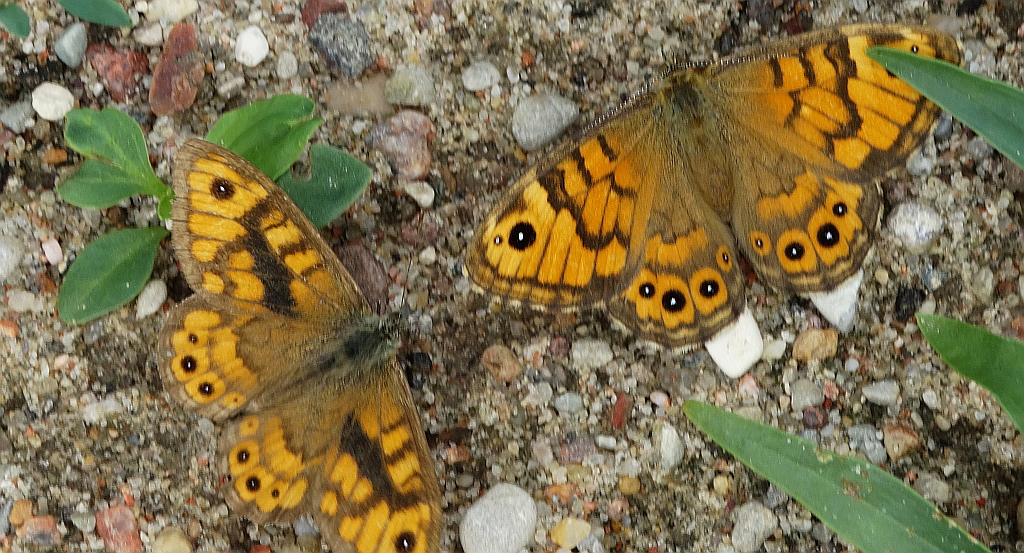 Osadnik megera (Lasiommata megera)