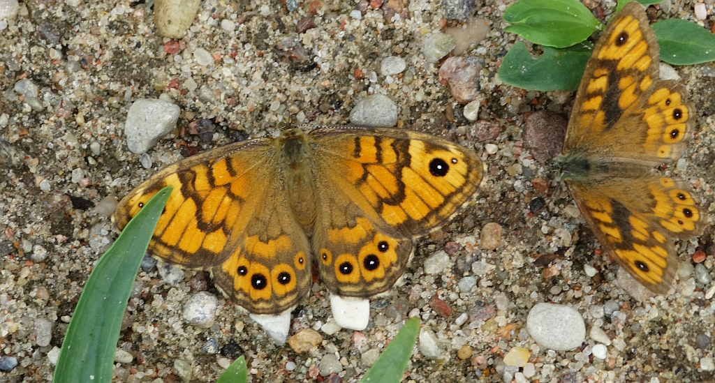 Osadnik megera (Lasiommata megera)