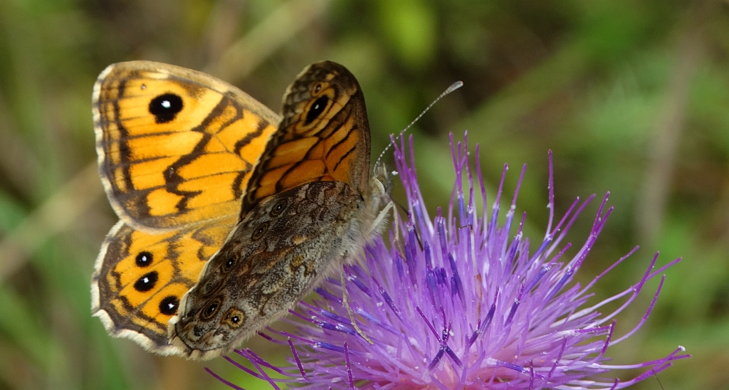 Osadnik megera (Lasiommata megera)