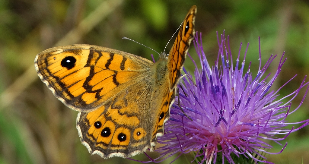 Osadnik megera (Lasiommata megera)